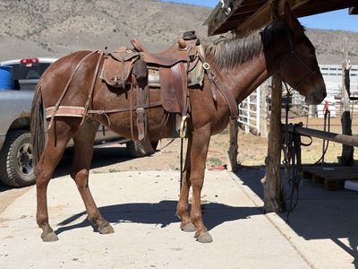 4 Year Old Molly Mule 15.1 hands