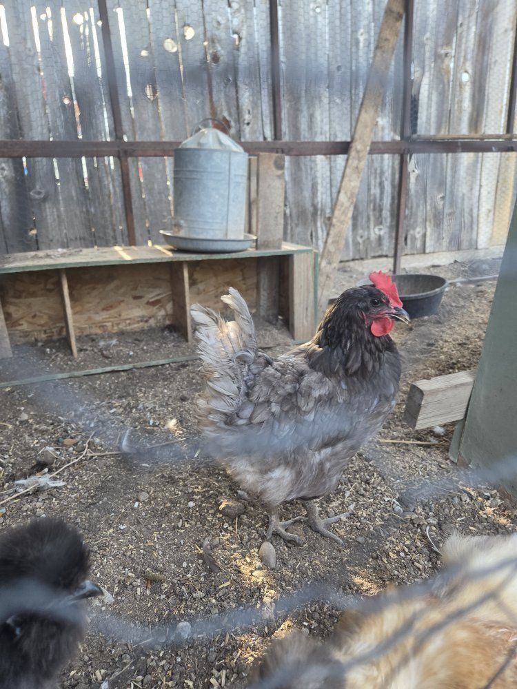 1 year old hen