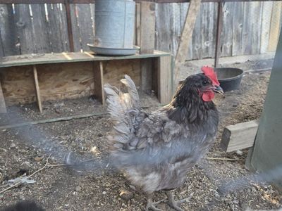 1 year old hen