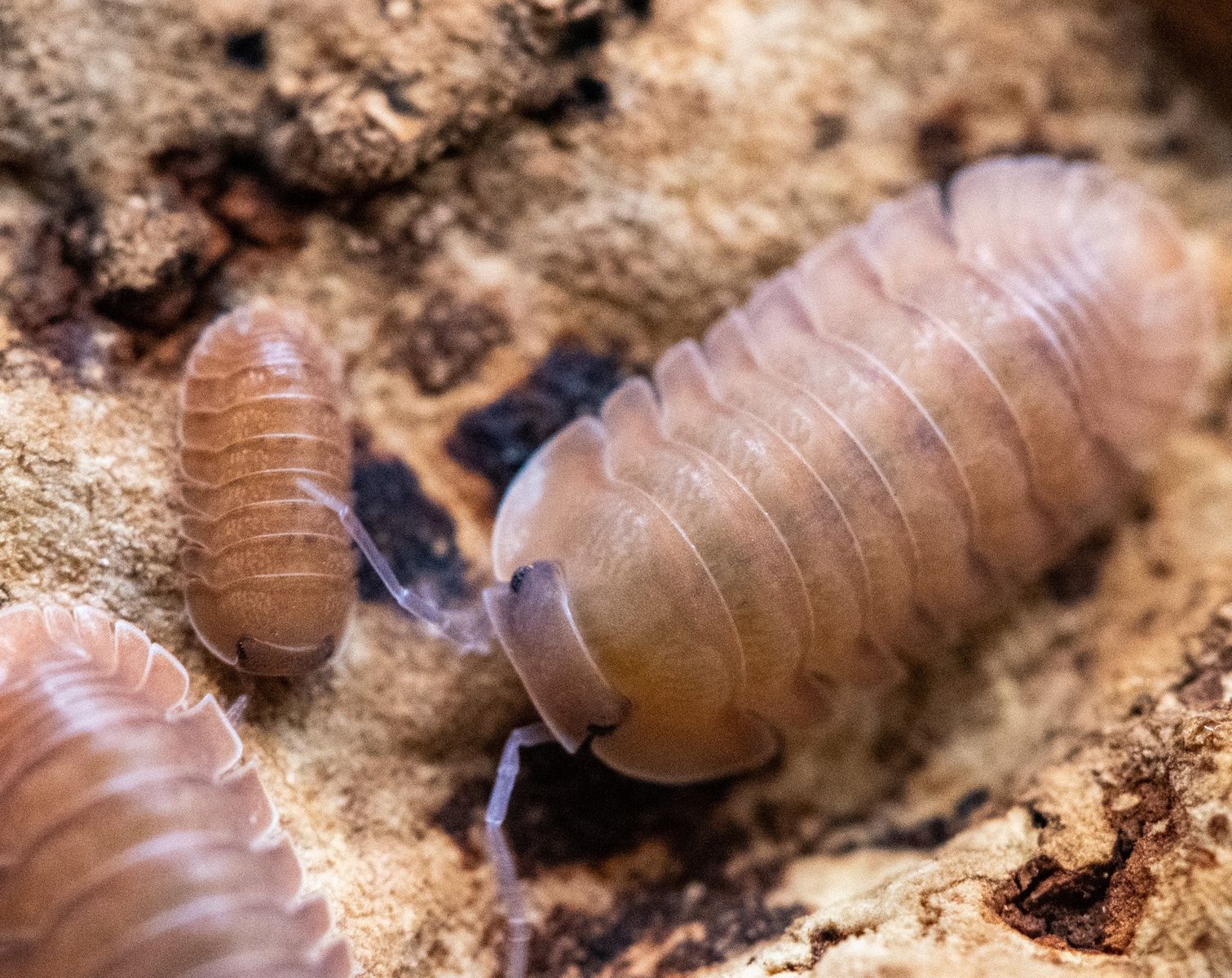 Salmon isopods
