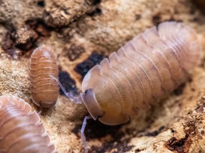 Salmon isopods