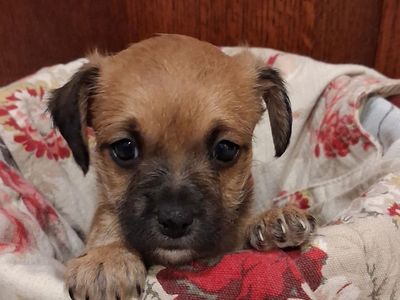 Adorable Chihuahua -Yorkie Mix Puppies: Poppy, Rosie, Froggy, and Pansie - Ready for Their Forever Homes