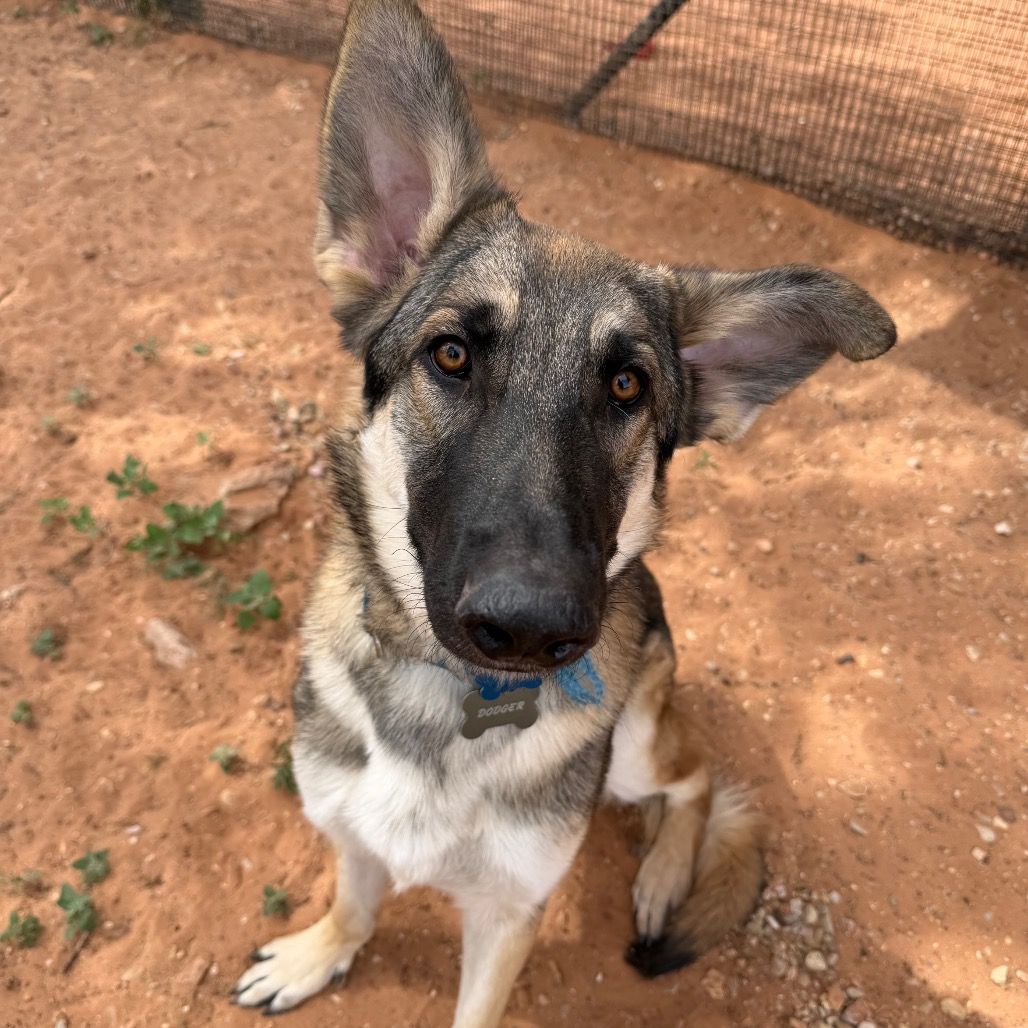 Hello my name is Expecto