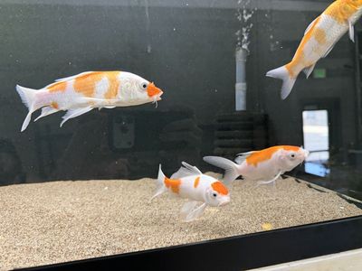 Japanese Koi