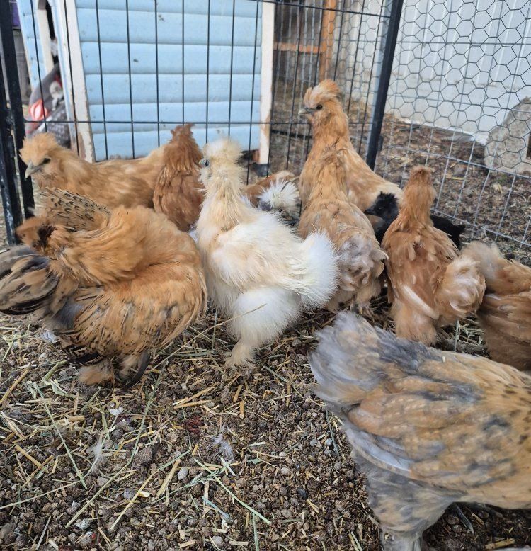 Silkie + Cochin Mixed Chicks