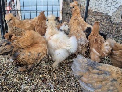 Silkie + Cochin Mixed Chicks