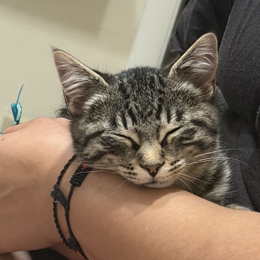 14 week old tabby kitten