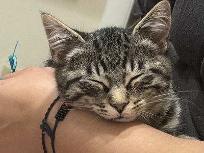 14 week old tabby kitten