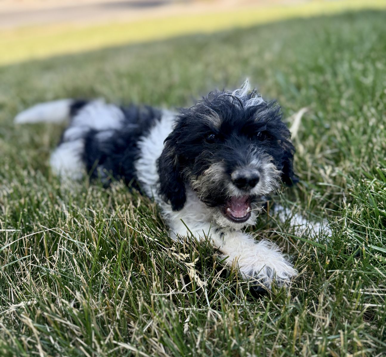 Mini Doxiepoo Poodle Dachshund Male Puppy AKC Dad