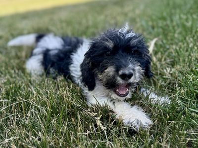 Mini Doxiepoo Poodle Dachshund Male Puppy AKC Dad