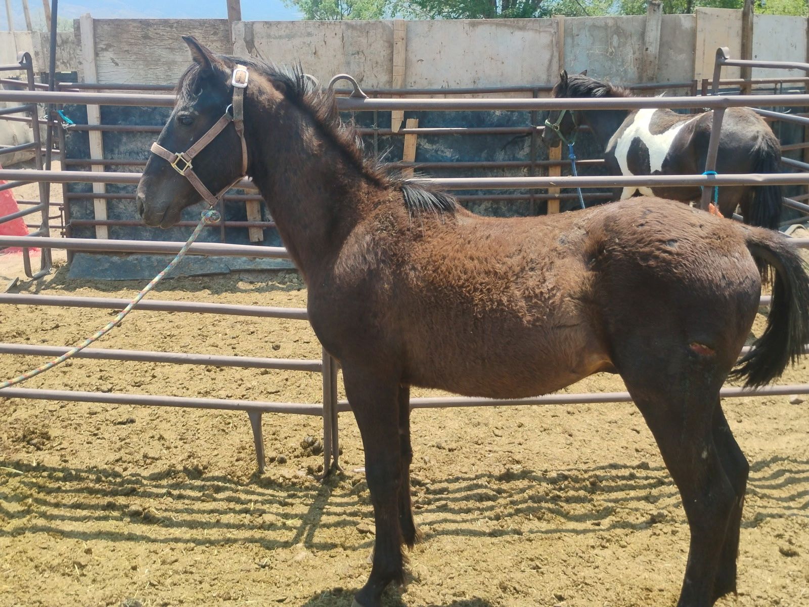 Bay horse colt