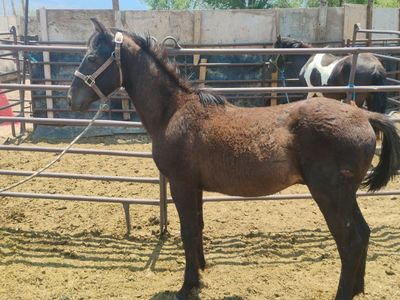 Bay horse colt