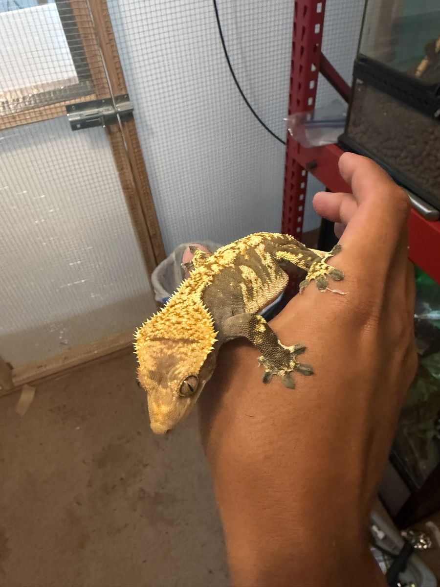 Crested Gecko + 2x2x4 Enclosure