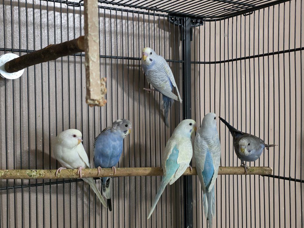 parakeets