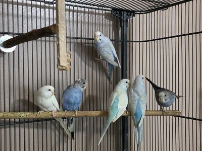parakeets