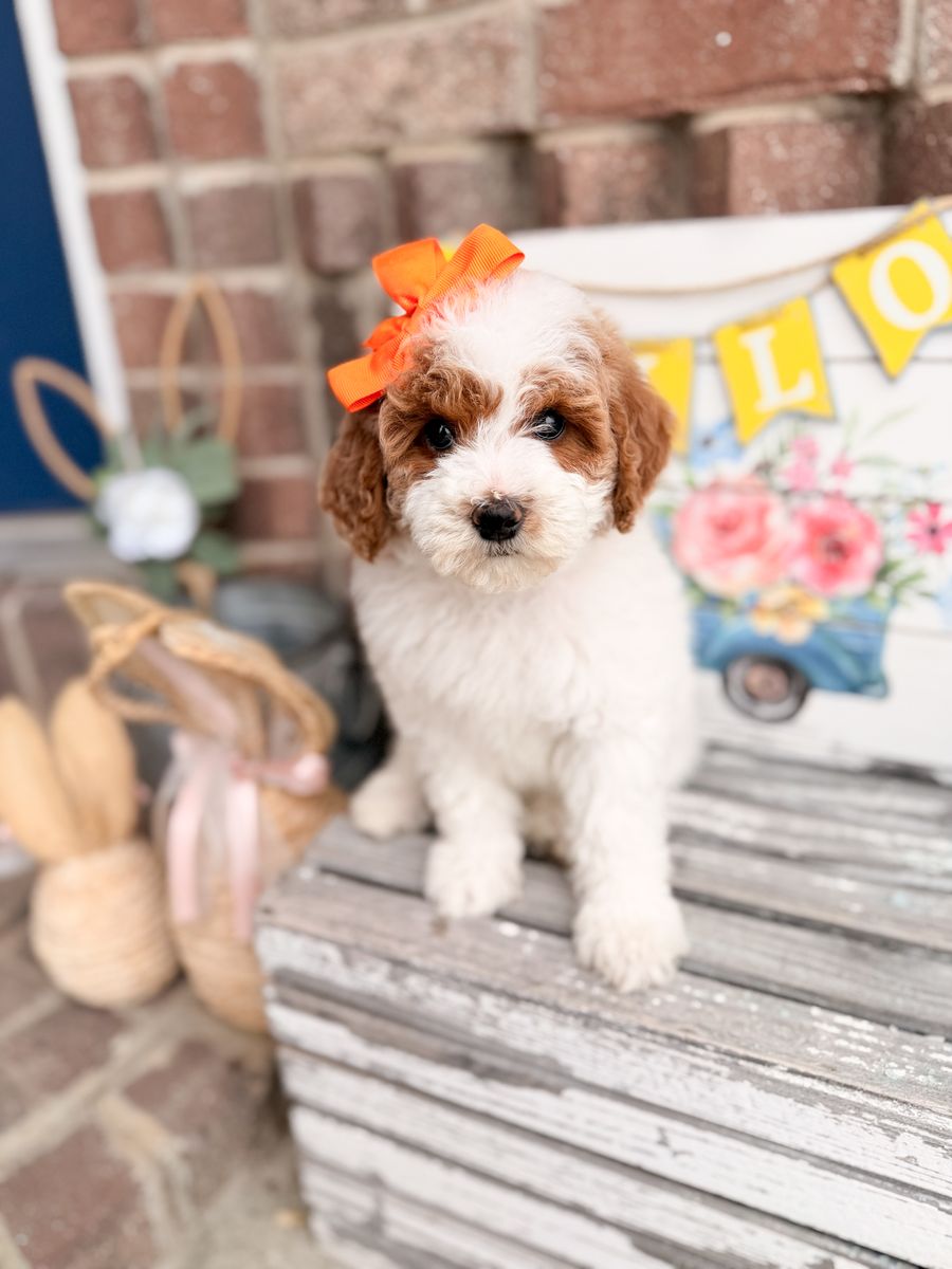 Teacup Goldendoodle Girl