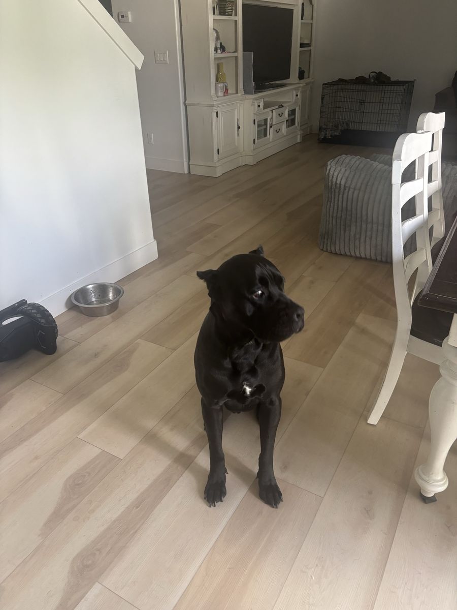 Cane Corso