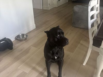 Cane Corso