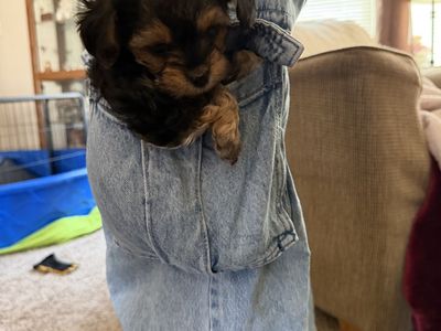 TeddyBear Yorkie Pups - Pocket Puppies!