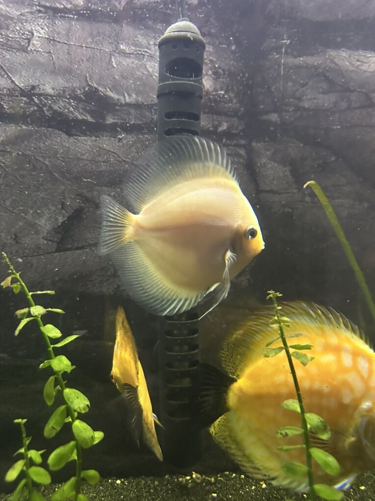 Yellow Discus