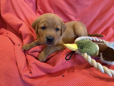 AKC Fox Red / Silver Factored Lab Puppies