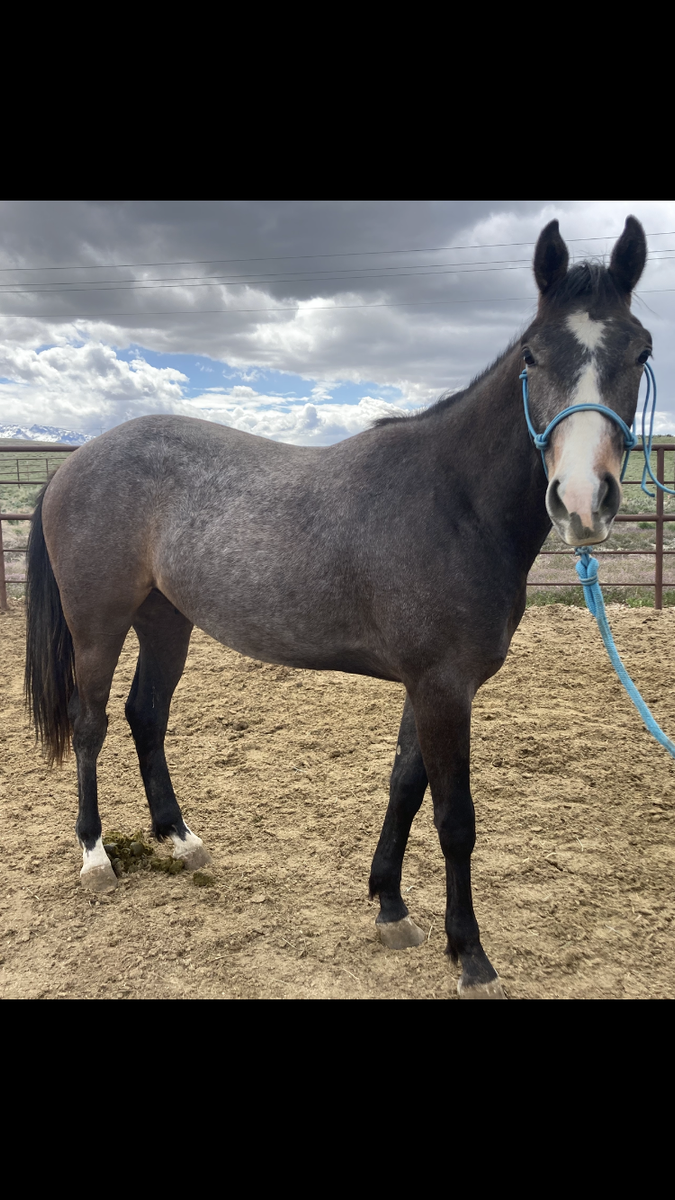2024 Gray AQHA gelding by PCR Pink Cadillac