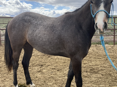 2024 Gray AQHA gelding by PCR Pink Cadillac