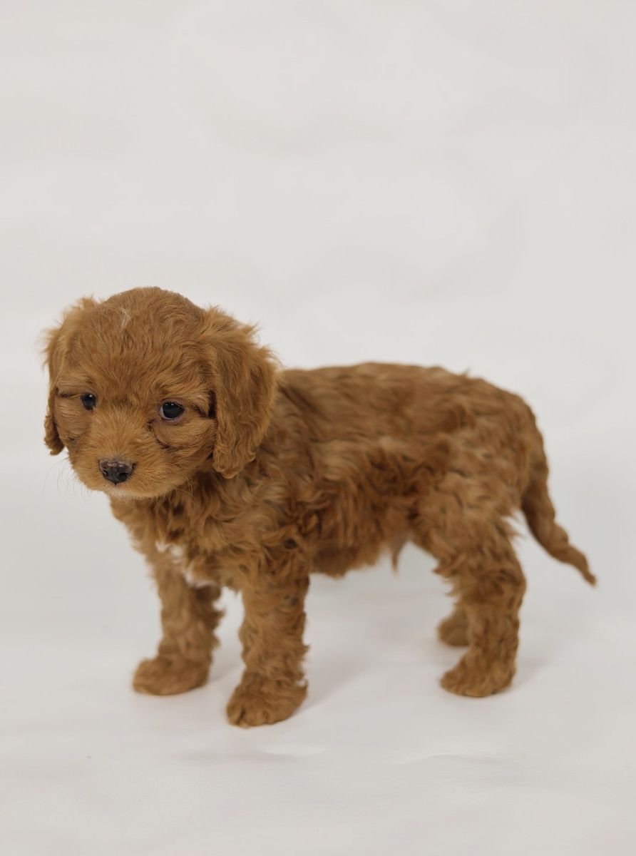 Adorable Cavapoo Puppies - 4 Female, 2 Male - Health Checked, Shots, dewormed.