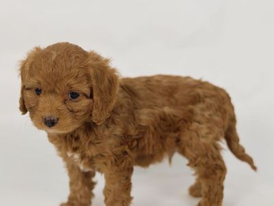 Adorable Cavapoo Puppies - 4 Female, 2 Male - Health Checked, Shots, dewormed.