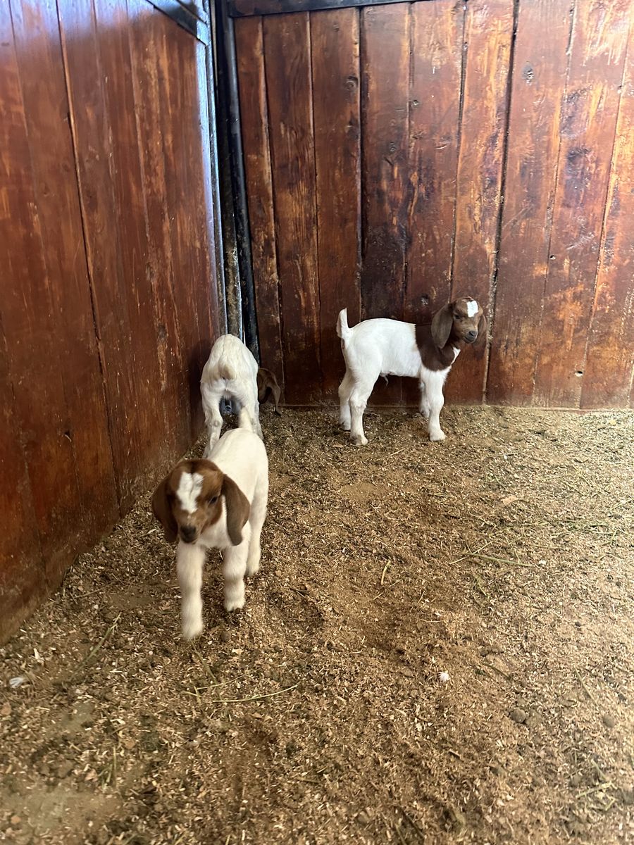 Bottle Baby Bummer Registered dappled Boer Doe