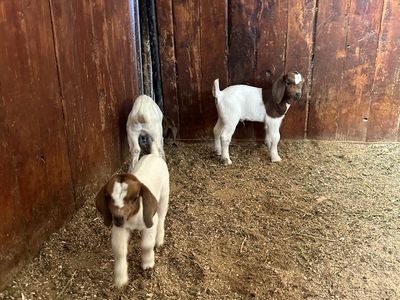 Bottle Baby Bummer Registered dappled Boer Doe
