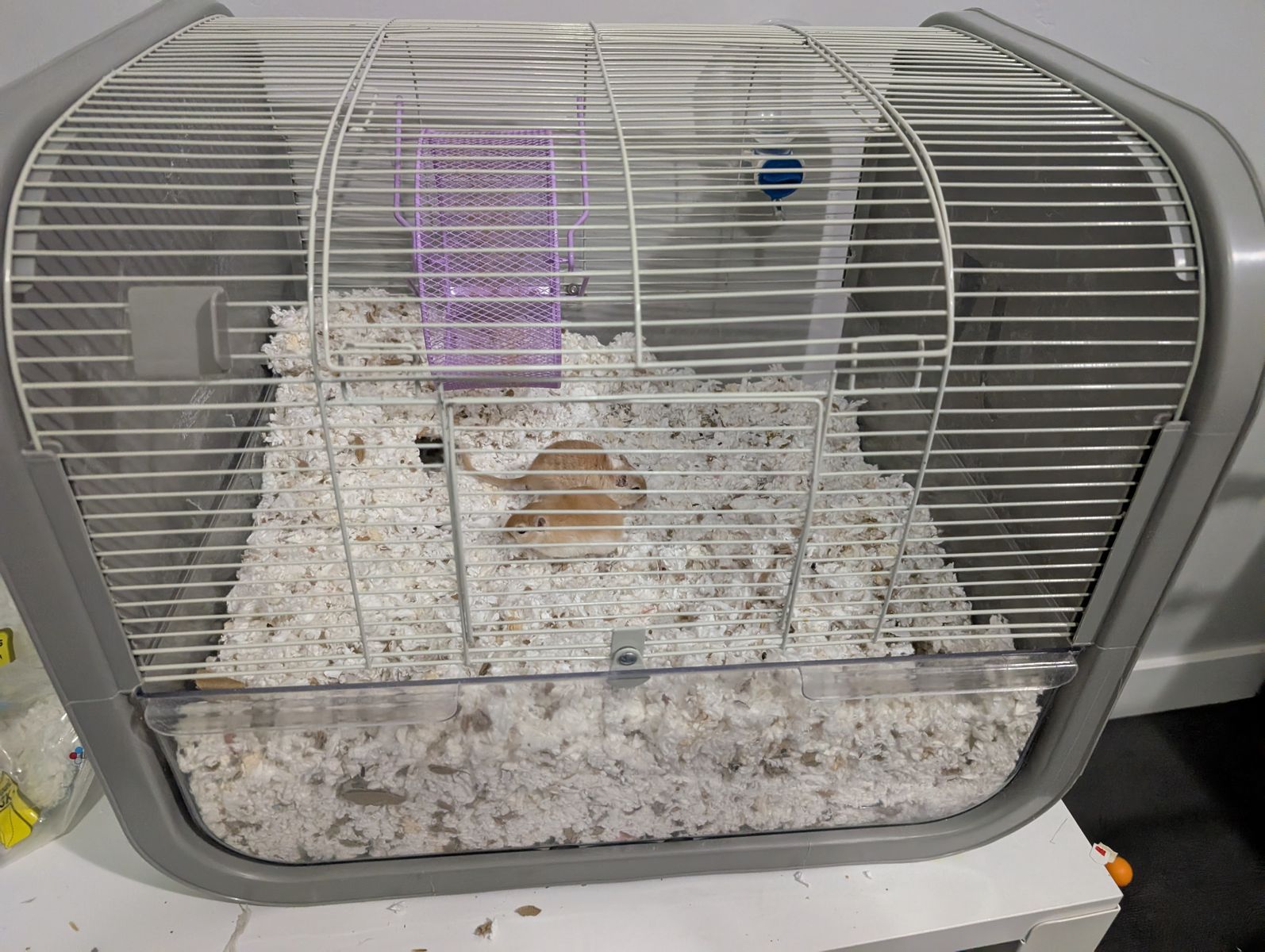 Gerbils