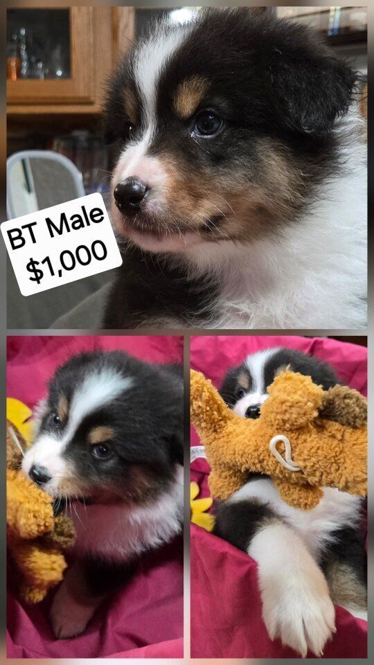 Purebred Std Size AKC Australian Shepherd puppies