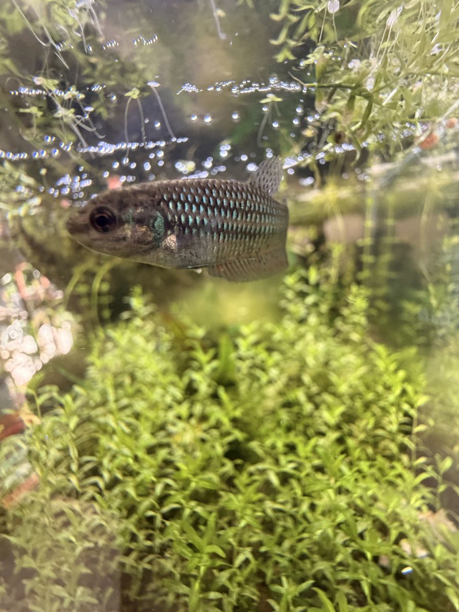 Alien Betta