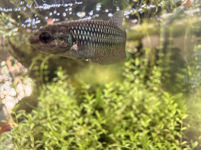 Alien Betta