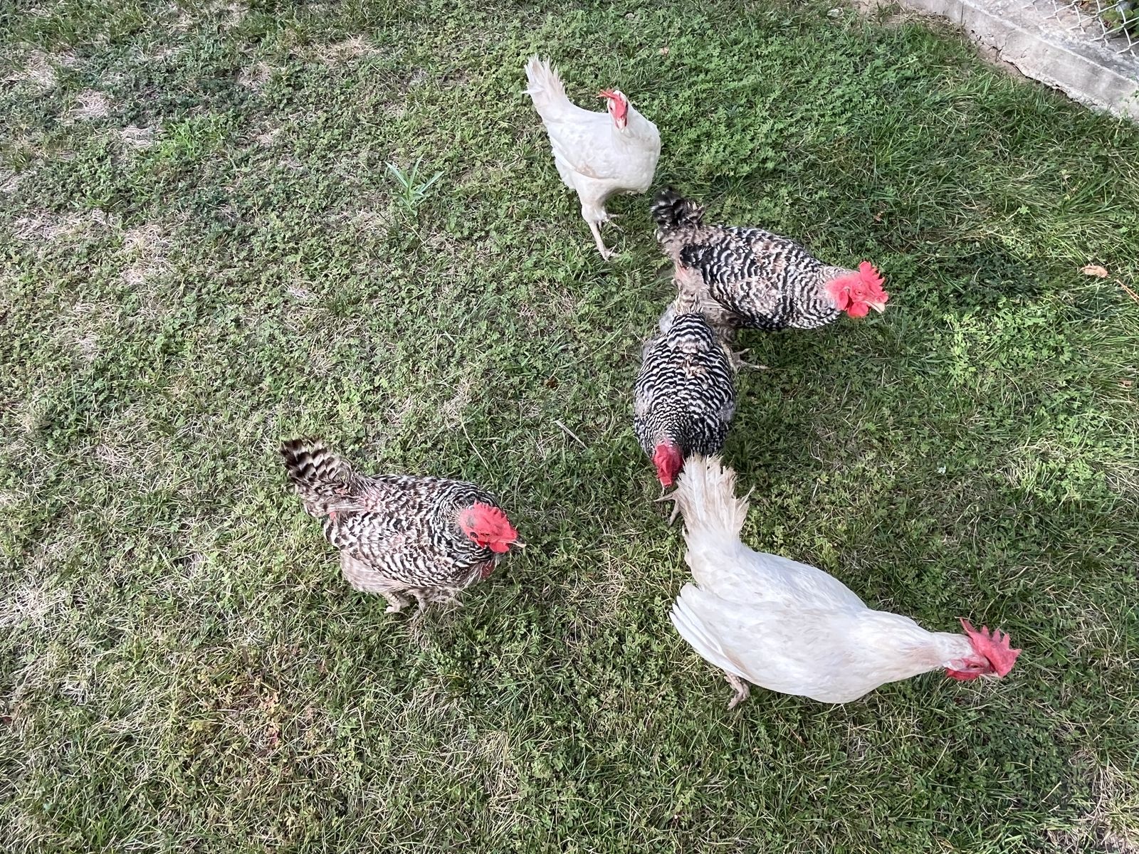 3 Barred Rocks and 2 White Leghorns Layer Chickens Hens