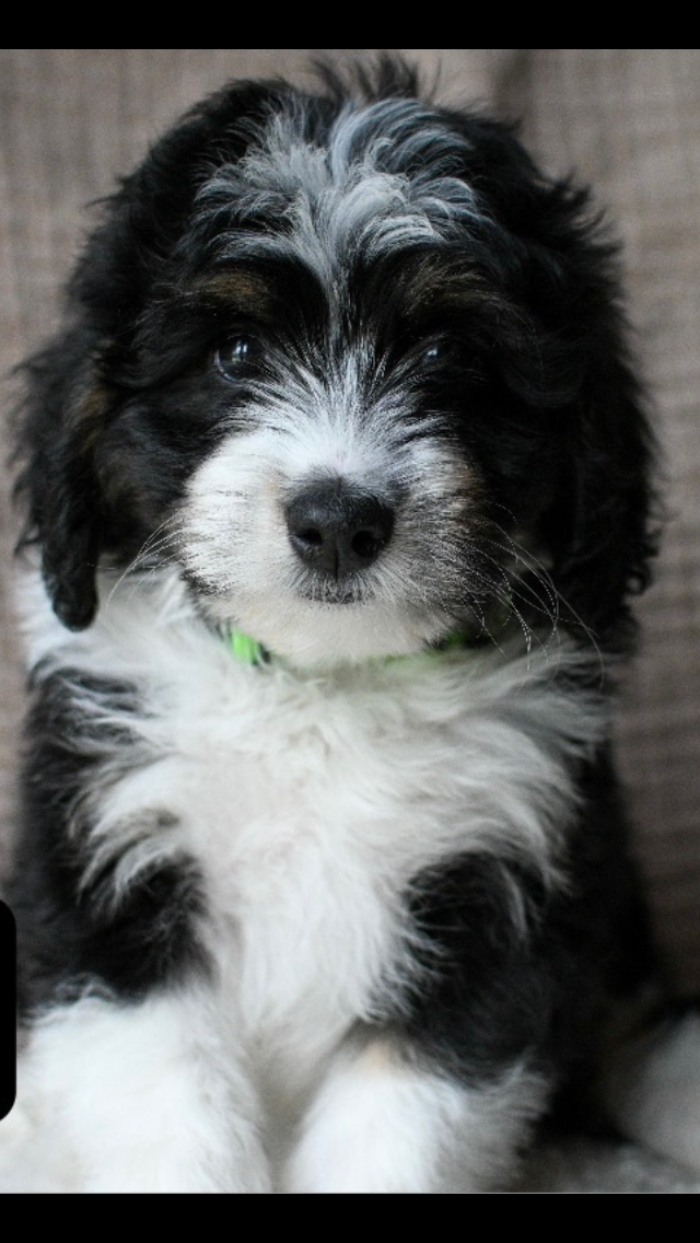Mini Bernadoodle puppy
