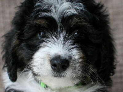 Mini Bernadoodle puppy