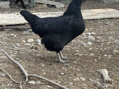 Ayam cemani hens