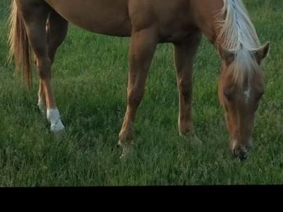 10 Year Old Palomino Mare