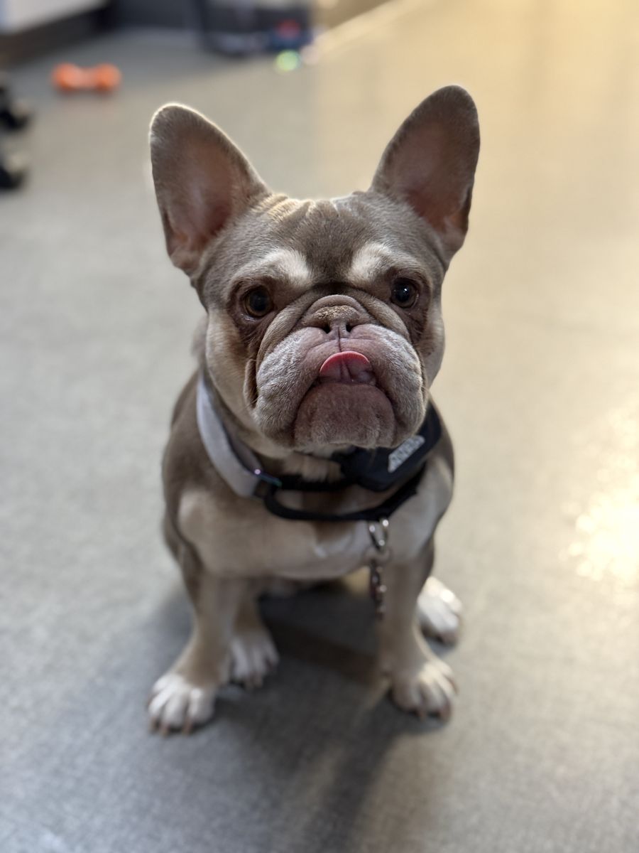 Penny the French Bulldog Needs to Be Re-Homed