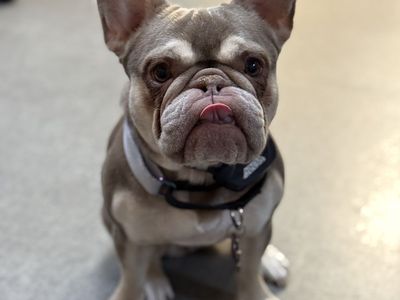 Penny the French Bulldog Needs to Be Re-Homed
