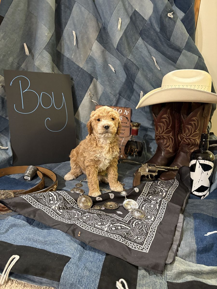 Goldendoodle F1b puppies
