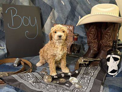 Goldendoodle F1b puppies