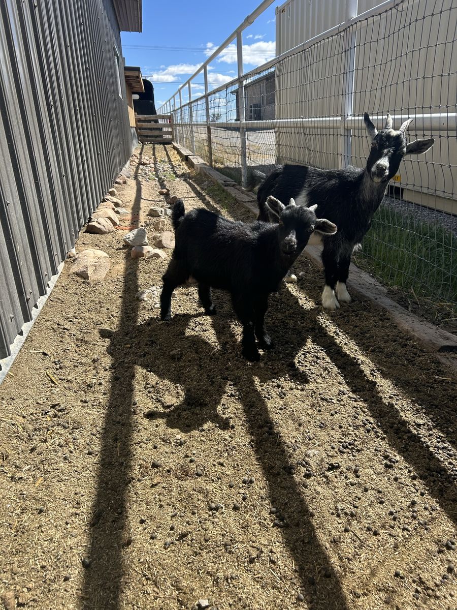 Two month old bucking