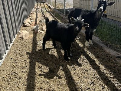 Two month old bucking