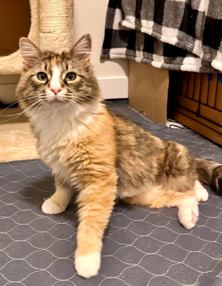 Spayed/vaxed fluffy female, one year, pet friendly