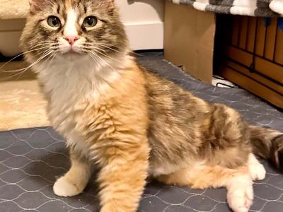 Spayed/vaxed fluffy female, one year, pet friendly