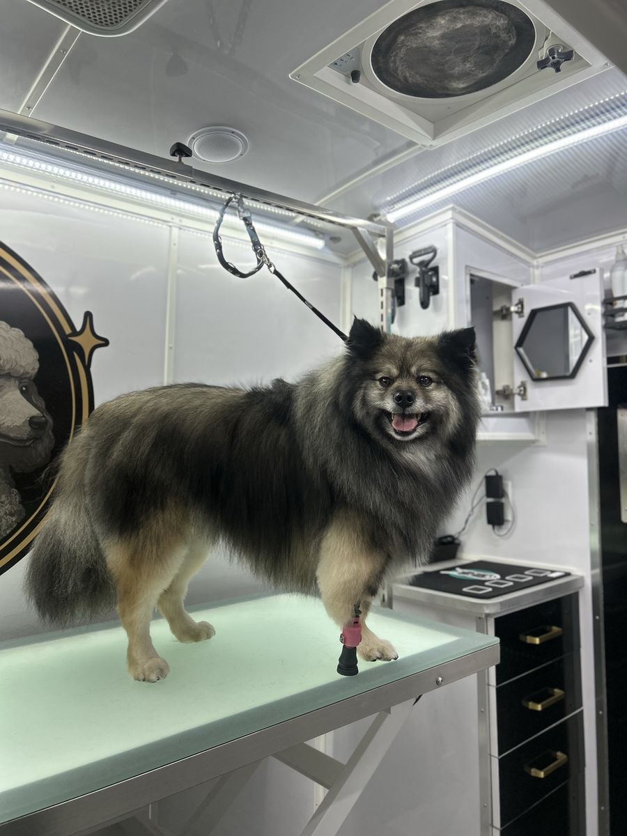 MOBILE DOG GROOMING