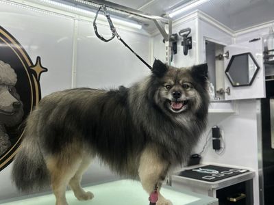 MOBILE DOG GROOMING